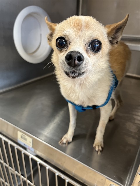 Shelter Stray Male Dog last seen DELAWARE AND CYPRESS STREET, 130 Beyer Way, Chula Vista, CA 91911, USA