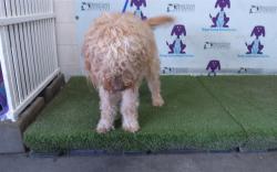 Shelter Stray Female Dog last seen , 2769 Conroy Rd, Orlando, FL 32839, USA