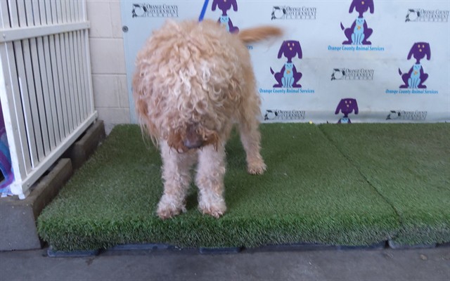 Shelter Stray Female Dog last seen , 2769 Conroy Rd, Orlando, FL 32839, USA