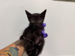 Shelter Stray Female Cat last seen SW 16 TER 40 AVE, 3599 NW 79th Ave, Doral, FL 33122, USA