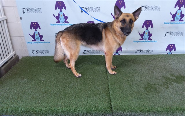 Shelter Stray Female Dog last seen , 2769 Conroy Rd, Orlando, FL 32839, USA