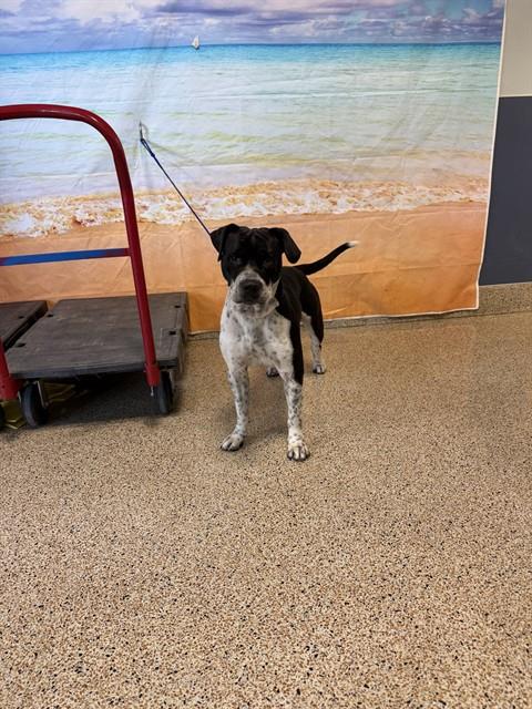 Shelter Stray Male Dog last seen NW 28 ST, 3599 NW 79th Ave, Doral, FL 33122, USA