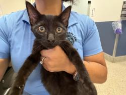 Shelter Stray Female Cat last seen Near BLOCK TOLEDO RD, 3599 NW 79th Ave, Doral, FL 33122, USA