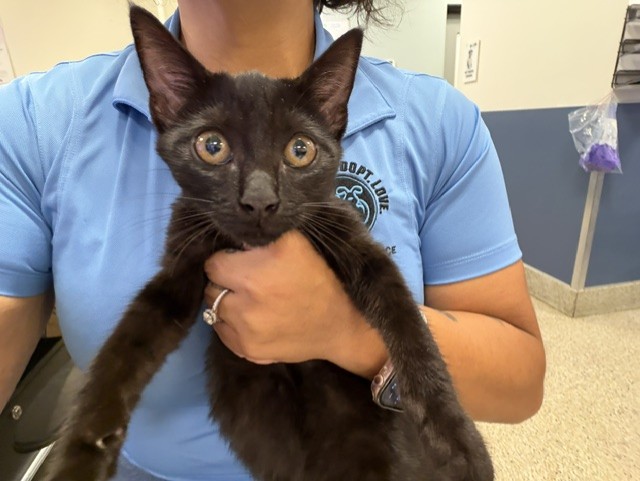 Shelter Stray Female Cat last seen Near BLOCK TOLEDO RD, 3599 NW 79th Ave, Doral, FL 33122, USA