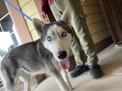 Shelter Stray Male Dog last seen Near BLOCK CHANT ST, PERRIS, CA, 227 N D St, Perris, CA 92570, USA