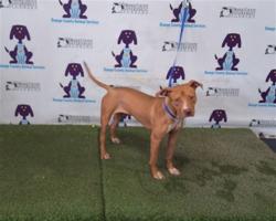 Shelter Stray Female Dog last seen , 2769 Conroy Rd, Orlando, FL 32839, USA