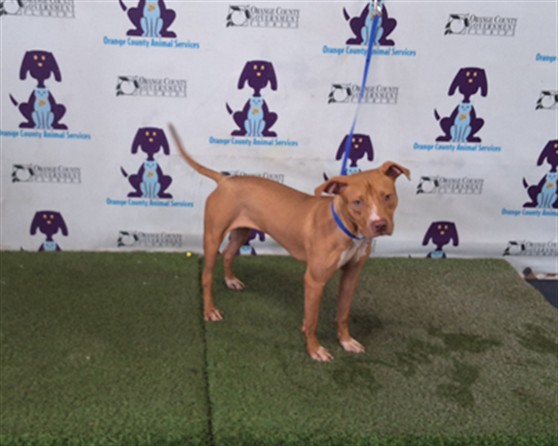 Shelter Stray Female Dog last seen , 2769 Conroy Rd, Orlando, FL 32839, USA
