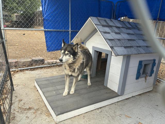 Shelter Stray Male Dog last seen PERRIS/ ORANGE, 227 N D St, Perris, CA 92570, USA