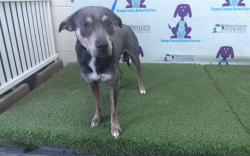 Shelter Stray Male Dog last seen , 2769 Conroy Rd, Orlando, FL 32839, USA