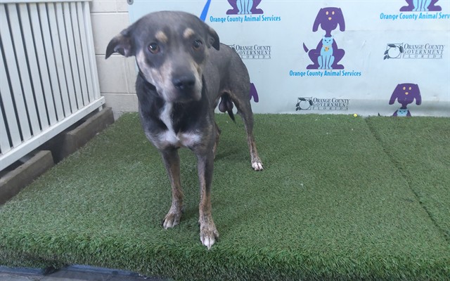 Shelter Stray Male Dog last seen , 2769 Conroy Rd, Orlando, FL 32839, USA