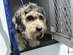 Shelter Stray Male Dog last seen 7TH/ CLAYTON, 227 N D St, Perris, CA 92570, USA
