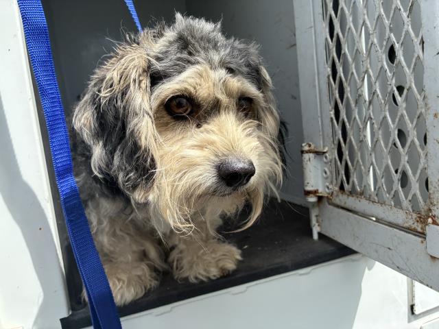 Shelter Stray Male Dog last seen 7TH/ CLAYTON, 227 N D St, Perris, CA 92570, USA