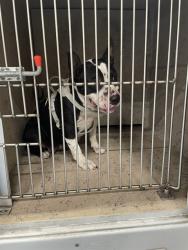 Shelter Stray Female Dog last seen Near BLOCK NELSON AVE, 3528 Newburg Rd, Louisville, KY 40218, USA