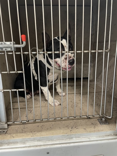 Shelter Stray Female Dog last seen Near BLOCK NELSON AVE, 3528 Newburg Rd, Louisville, KY 40218, USA