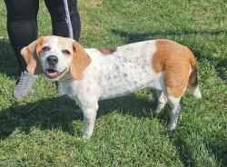Shelter Stray Female Dog last seen Near BLOCK WILTON DRIVE, 3528 Newburg Rd, Louisville, KY 40218, USA