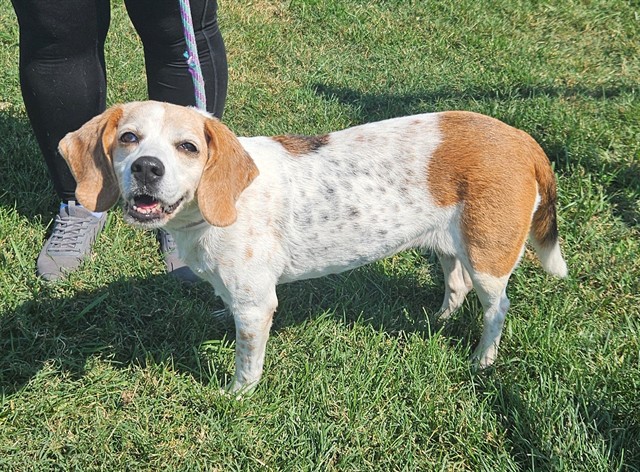 Shelter Stray Female Dog last seen Near BLOCK WILTON DRIVE, 3528 Newburg Rd, Louisville, KY 40218, USA