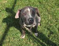 Shelter Stray Male Dog last seen Near BLOCK S 32ND ST, 3528 Newburg Rd, Louisville, KY 40218, USA