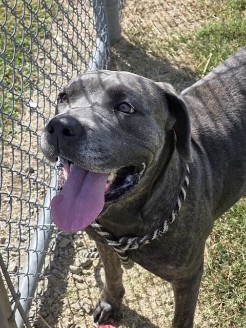 Shelter Stray Female Dog last seen Near BLOCK NEON WAY, 3528 Newburg Rd, Louisville, KY 40218, USA