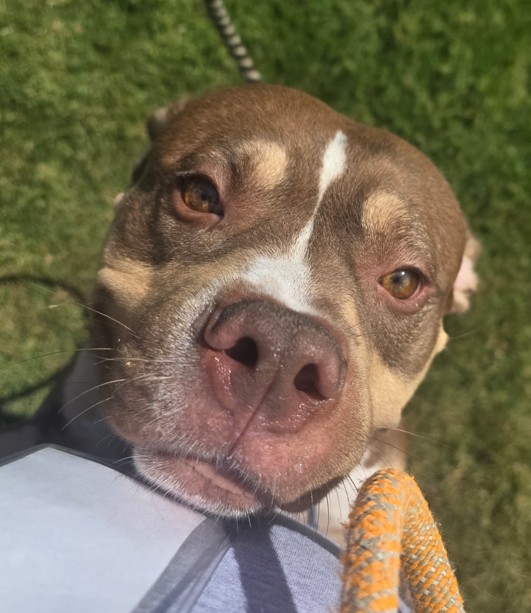 Shelter Stray Male Dog last seen Near BLOCK GARRS LN, 3528 Newburg Rd, Louisville, KY 40218, USA