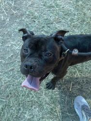 Shelter Stray Male Dog last seen Near BLOCK S PRESTON ST, 3528 Newburg Rd, Louisville, KY 40218, USA