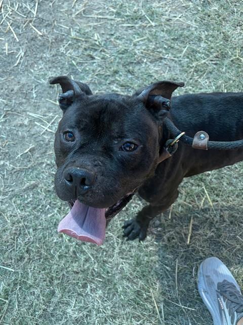 Shelter Stray Male Dog last seen Near BLOCK S PRESTON ST, 3528 Newburg Rd, Louisville, KY 40218, USA
