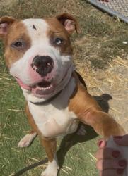 Shelter Stray Male Dog last seen Near BLOCK THOMAS AVE, 3528 Newburg Rd, Louisville, KY 40218, USA