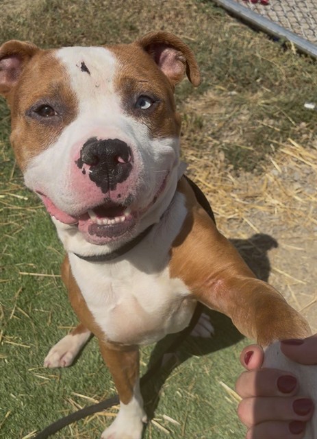 Shelter Stray Male Dog last seen Near BLOCK THOMAS AVE, 3528 Newburg Rd, Louisville, KY 40218, USA