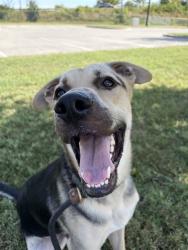 Shelter Stray Male Dog last seen Near BLK S 39TH, 3528 Newburg Rd, Louisville, KY 40218, USA
