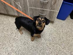 Shelter Stray Female Dog last seen Near BLOCK WHITE DIAMOND PT, COLORADO SPRINGS, CO, 610 Abbot Ln, Colorado Springs, CO 80905, USA