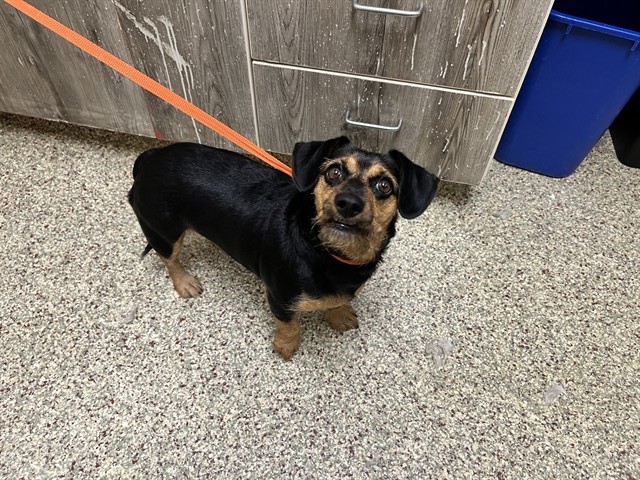 Shelter Stray Female Dog last seen Near BLOCK WHITE DIAMOND PT, COLORADO SPRINGS, CO, 610 Abbot Ln, Colorado Springs, CO 80905, USA