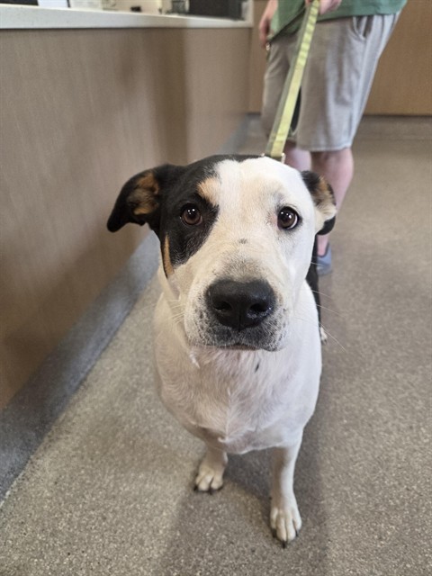 Shelter Stray Female Dog last seen Near BLOCK SOUTHERN PARKWAY, 3528 Newburg Rd, Louisville, KY 40218, USA