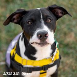 Shelter Stray Female Dog last seen 25TH AVE & MARTIN LUTHER KING JR BLVD, 2127 Front St, Sacramento, CA 95818, USA