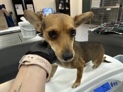 Shelter Stray Male Dog last seen DATE PALM/ CATHEDRAL CANYON, 72050 Pet Land Pl, Thousand Palms, CA 92276, USA