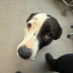 Shelter Stray Female Dog last seen , 4000 N Silverbell Rd, Tucson, AZ 85745, USA