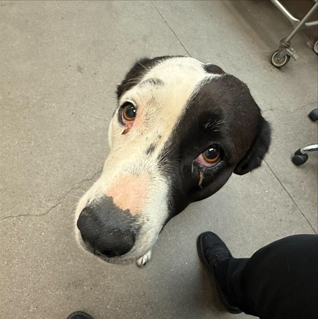 Shelter Stray Female Dog last seen , 4000 N Silverbell Rd, Tucson, AZ 85745, USA