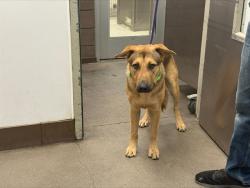 Shelter Stray Male Dog last seen , 4000 N Silverbell Rd, Tucson, AZ 85745, USA