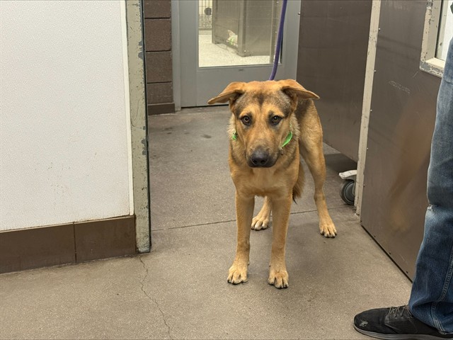 Shelter Stray Male Dog last seen , 4000 N Silverbell Rd, Tucson, AZ 85745, USA