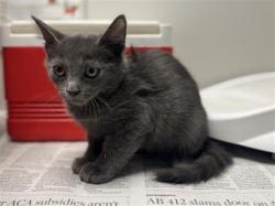 Shelter Stray Male Cat last seen Near BLOCK YUKON AVE, PERRIS CA 92571, 581 S Grand Ave, San Jacinto, CA 92582, USA