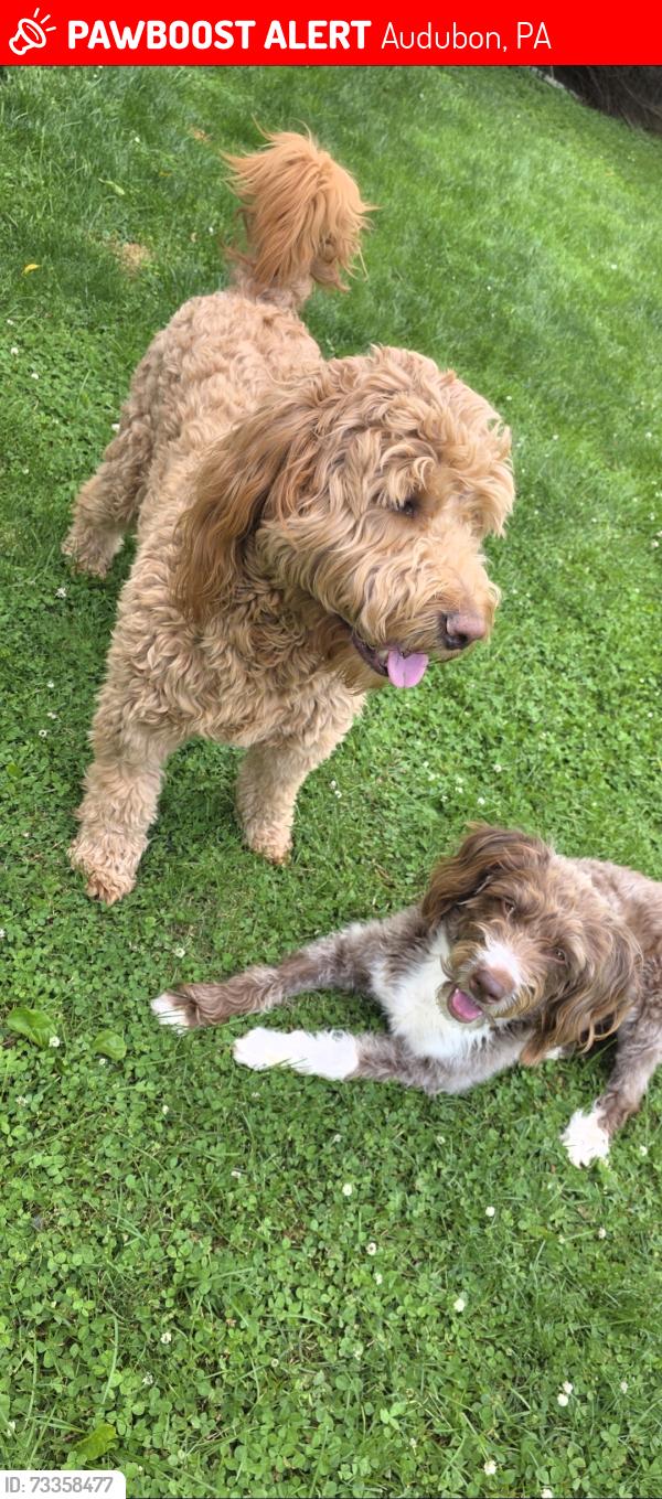 Found/Stray Male Dog last seen Egypt rd, Audubon, PA 19403