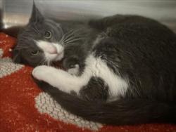 Shelter Stray Female Cat last seen , West Valley Animal Shelter, 20655 Plummer St, Chatsworth, CA 91311, USA