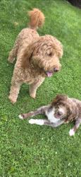Found/Stray Male Dog last seen Egypt rd, Audubon, PA 19403