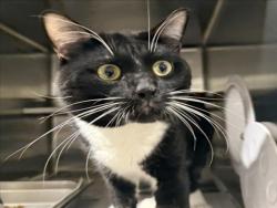 Shelter Stray Male Cat last seen , West Valley Animal Shelter, 20655 Plummer St, Chatsworth, CA 91311, USA