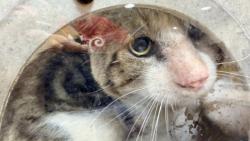 Shelter Stray Male Cat last seen , 957 N Gaffey St, San Pedro, CA 90731, USA