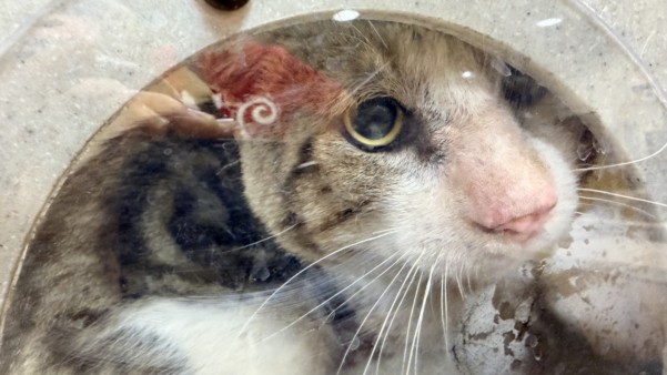 Shelter Stray Male Cat last seen , 957 N Gaffey St, San Pedro, CA 90731, USA