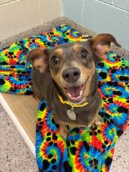 Shelter Stray Female Dog last seen 120TH AND OLD BRIGHTON RD, 12155 Park Blvd, Brighton, CO 80601, USA