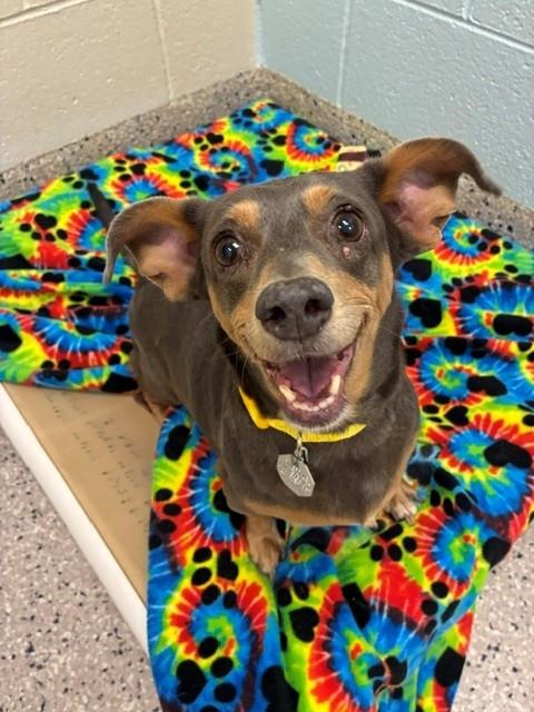 Shelter Stray Female Dog last seen 120TH AND OLD BRIGHTON RD, 12155 Park Blvd, Brighton, CO 80601, USA