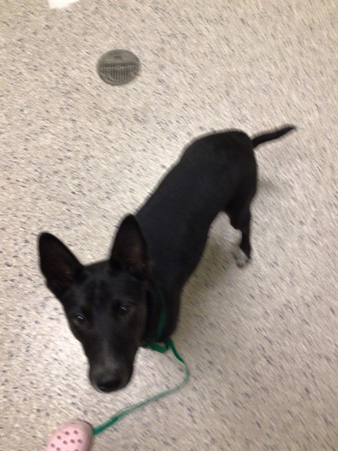 Shelter Stray Female Dog last seen Near BLOCK ULSTER ST, 12155 Park Blvd, Brighton, CO 80601, USA