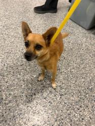 Shelter Stray Female Dog last seen ADAMS COUNTY FAIRGROUNDS, 12155 Park Blvd, Brighton, CO 80601, USA