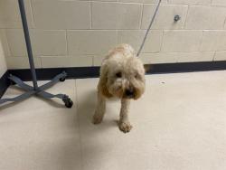 Shelter Stray Male Dog last seen , 3839 W Burnham St, West Milwaukee, WI 53215, USA