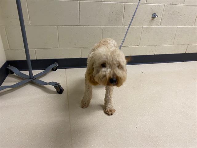 Shelter Stray Male Dog last seen , 3839 W Burnham St, West Milwaukee, WI 53215, USA